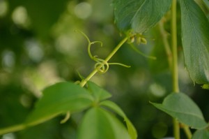 Virginia Creeper Vine